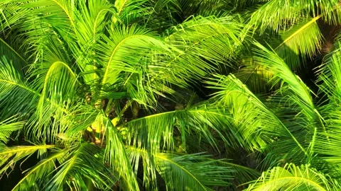 Drone view captures a close-up coconut tree with growing fruits. Stock Footage 323340983