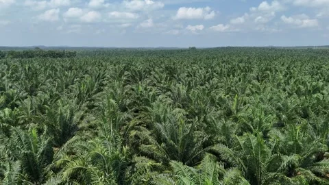 Drone view captures expansive oil palm farm with plantation 스톡 동영상 332206454