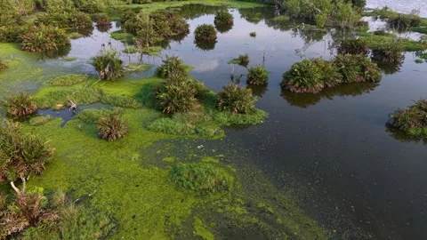 Drone view captures expansive wetland Видео 329356984