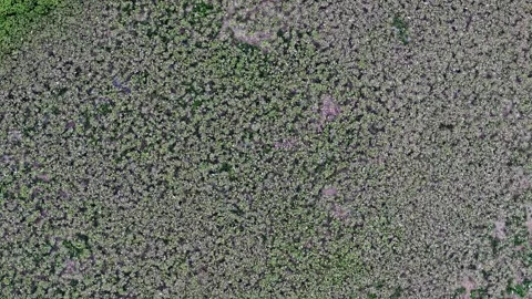 Drone view captures thousands of white egret birds Stock Footage 329238289
