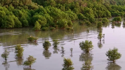 Drone view captures white egret standing on young mangrove tree 스톡 동영상 329354778