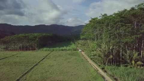 Drone View of Car Driving on Dirt Path Bordering Plantation and Deforested Area Video stock 342243447