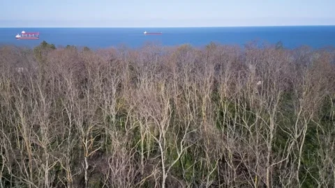 Drone view of cargo ships in the blue sea near a leafless coastal forest 库存影片 333554409