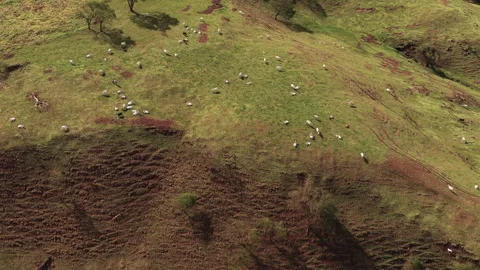 Drone View of Cattle Across Rolling Pasture Stock-Footage 336335799