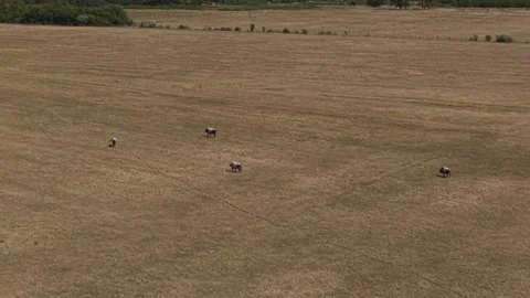 Drone view of cattle grazing on dry pasture Stock Footage 341314099