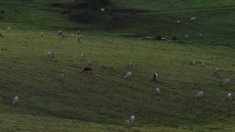 Drone View of Cattle Grazing at Dusk Stock-Footage 336335704