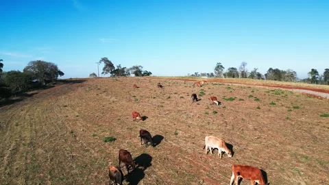 Drone View of Cattle Grazing in a Sunny Rural Landscape Video stock 277359833