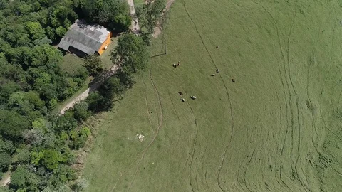 Drone view of Cattle Pasture 库存影片 129529771