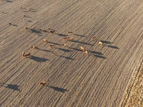 Drone view of a cattle Stock Photos