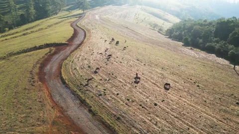 Drone View of Cattle Silhouettes Grazing Near a Rural Road Stock Footage 277359876