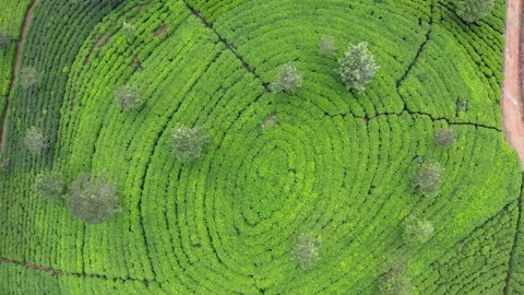 Drone view of Ceylon green tea plantations, 4K footage. Exotic travel and tea cu Stock Footage 321849000
