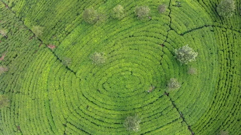 Drone view of Ceylon green tea plantations, 4K footage. Exotic travel and tea cu Video stock 331748809