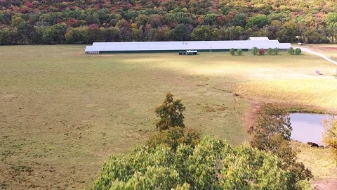 Drone view of a chicken farm Stock Footage 219519651