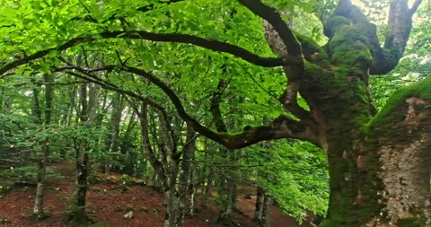 Drone view. Circular movement around a beech tree with a mossy trunk Video stock 214458893
