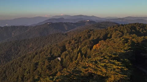 Drone view of clear blue sky and Cedar Deodar forest on a sunny day.  Stock Footage 164108914