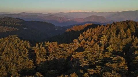 Drone view of clear blue sky and Cedar Deodar forest on a sunny day.  Video stock 164109311