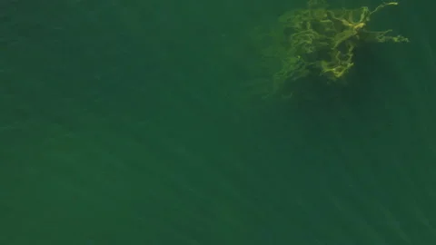 Drone view on clear turquoise water of lake and silhouettes of flooded trees. 4K Stock Footage 164690050