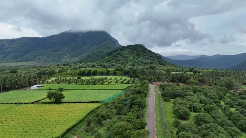 Drone View of Coconut Plantations and Agricultural Fields with Mountain Stock Footage 325473978