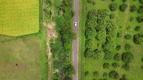 Drone View of Coconut Plantations and Agricultural Fields with Mountain 動画素材 325474491