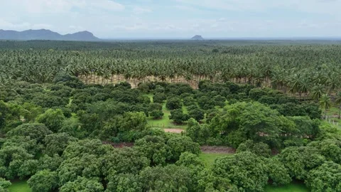 Drone View of Coconut Plantations and Agricultural Fields with Mountain Vidéo 325474607