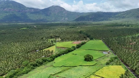 Drone View of Coconut Plantations and Agricultural Fields with Mountain Stockbeeldmateriaal 325474633