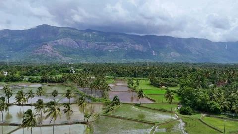 Drone View of Coconut Plantations and Agricultural Fields with Mountain Backdrop Stockbeeldmateriaal 325484147