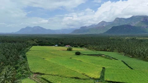Drone View of Coconut Plantations and Agricultural Fields with Mountain Backdrop Stock Footage 325619984