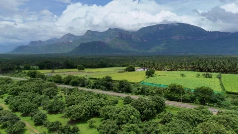 Drone View of Coconut Plantations and Agricultural Fields with Mountain Backdrop Stock Footage 325620298