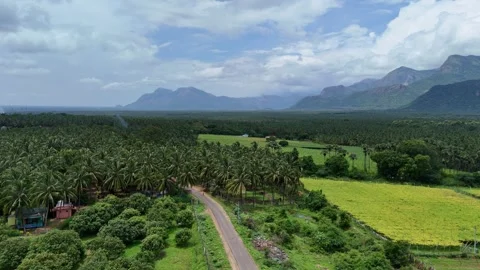 Drone View of Coconut Plantations and Agricultural Fields with Mountain Backdrop Stockbeeldmateriaal 325620589