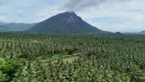 Drone View of Coconut Plantations and Agricultural Fields with Mountain Backdrop Stockbeeldmateriaal 325620619