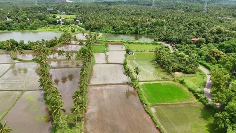 Drone View of Coconut Plantations and Agricultural Fields with Mountain Backdrop Stockbeeldmateriaal 325623124