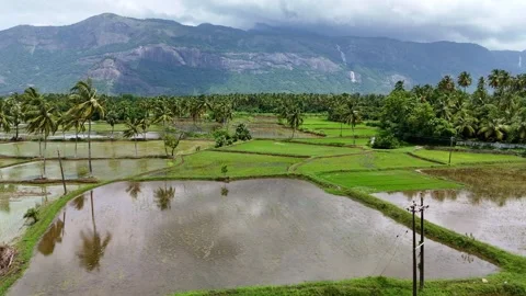 Drone View of Coconut Plantations and Agricultural Fields with Mountain Backdrop Stock Footage 325623180