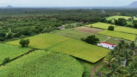 Drone View of Coconut Plantations and Agricultural Fields with Mountain Backdrop Stock Footage 325638245
