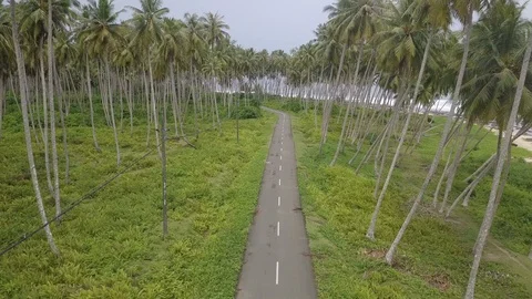 Drone view of coconut trees beside the road Stock Footage 113594664