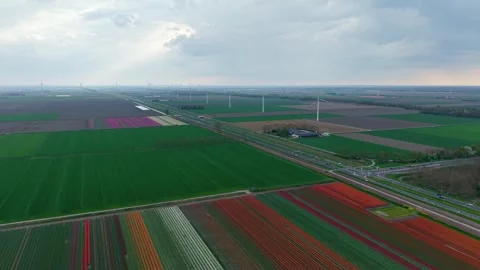 Drone view of colorful tulip fields under dramatic Dutch skies. Stock Footage 307104764