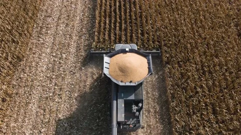 Drone view. Combine removes the corn crop in the field. sunset in the field Stock Footage 160437170