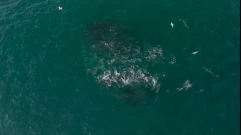 Drone view of common dolphins hunting a sardine baitball with Cape gannets .. Stock Footage 340068221