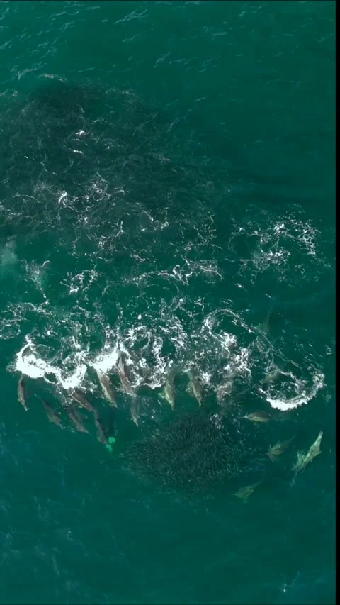 Drone view of common dolphins hunting a sardine baitball with Cape gannets .. Stock Footage 340068222