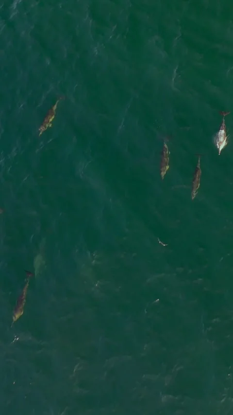 Drone View of Common Dolphins Hunting During the Sardine Run, South Africa... Stock Footage 341725355