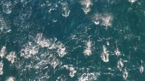Drone View of Common Dolphins Migrating with Cape Gannet Flying Overhead Stock Footage 337051789