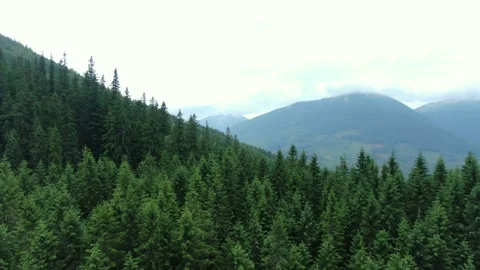 Drone view of coniferous forest and mountains? Carpathian mountains. Gorgany. Video stock 168485505