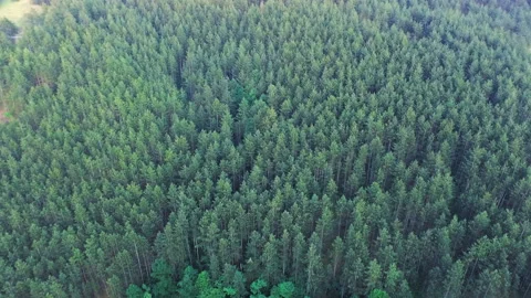 Drone view of coniferous forest in mountain. Endless pine trees landscape fro Stock Footage 156467300