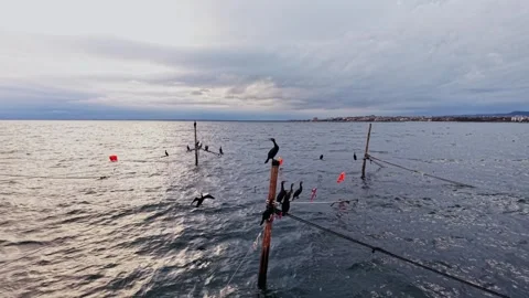 Drone view of cormorants resting over poles in the water in Bulgaria Stock Footage 321495491