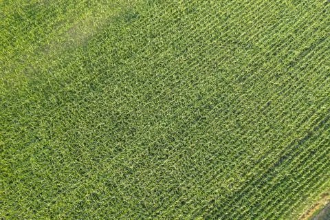 Drone view of the corn field Fotos de archivo