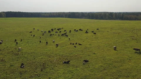 Drone view of cows and goats grazing in the autumn meadow Stock Footage 115987022