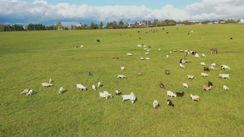 Drone view of cows and goats grazing in the autumn meadow Stock Footage 116450503