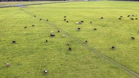 Drone view of cows and goats grazing in the autumn meadow, time lapse Stock Footage 117000103