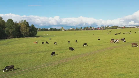Drone view of cows and goats grazing in the autumn meadow Stock Footage 139316078