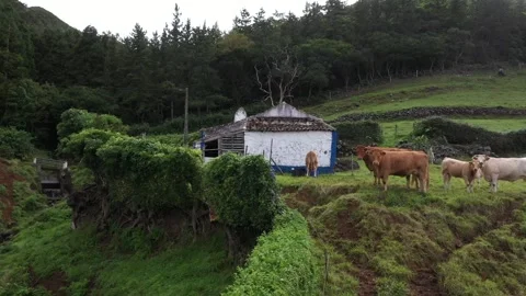 Drone view of cows grazing in green fields on the São Miguel island Stock Footage
