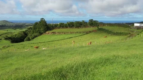 Drone view of cows grazing in green fields on the São Miguel island Stock Footage 142167289
